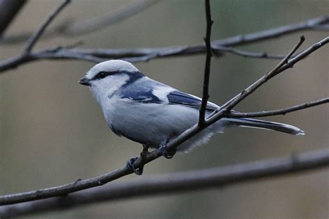 sikora lazurowa [gr. flavipectus]